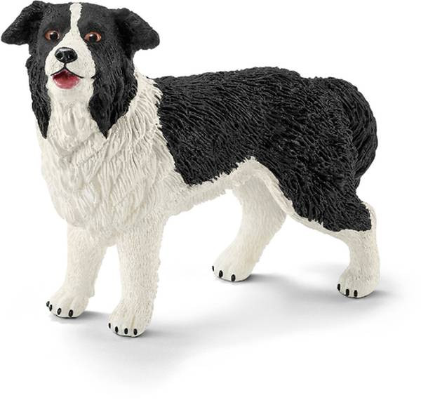 Corvus | Border-Collie | 16840