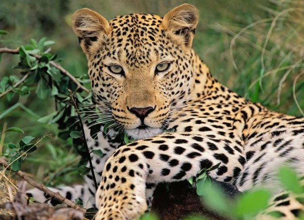 Ravensburger | Vio die Leopardin | 13345