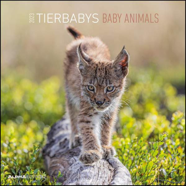 Neumann Verlage GmbH & Co. KG | Tierbabys 2023 - Broschürenkalender 30x30 cm (30x60 geöffnet) - Kalender mit Platz für Notizen - Baby Animals - Bildkalender - Wandplaner - Alpha Edition |